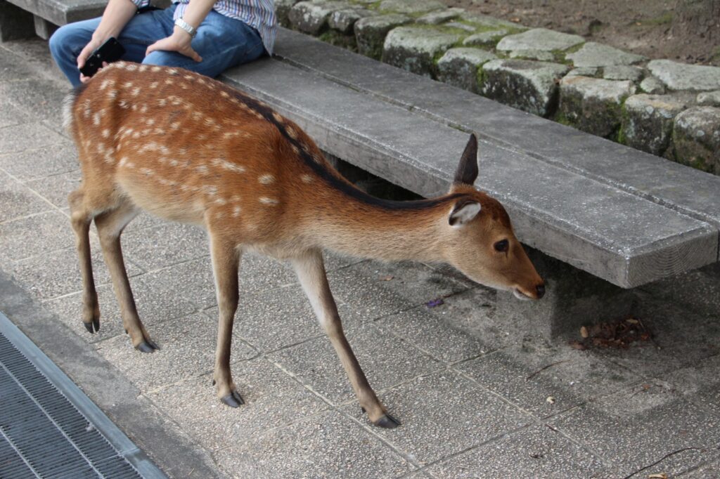 宮島旅行記26