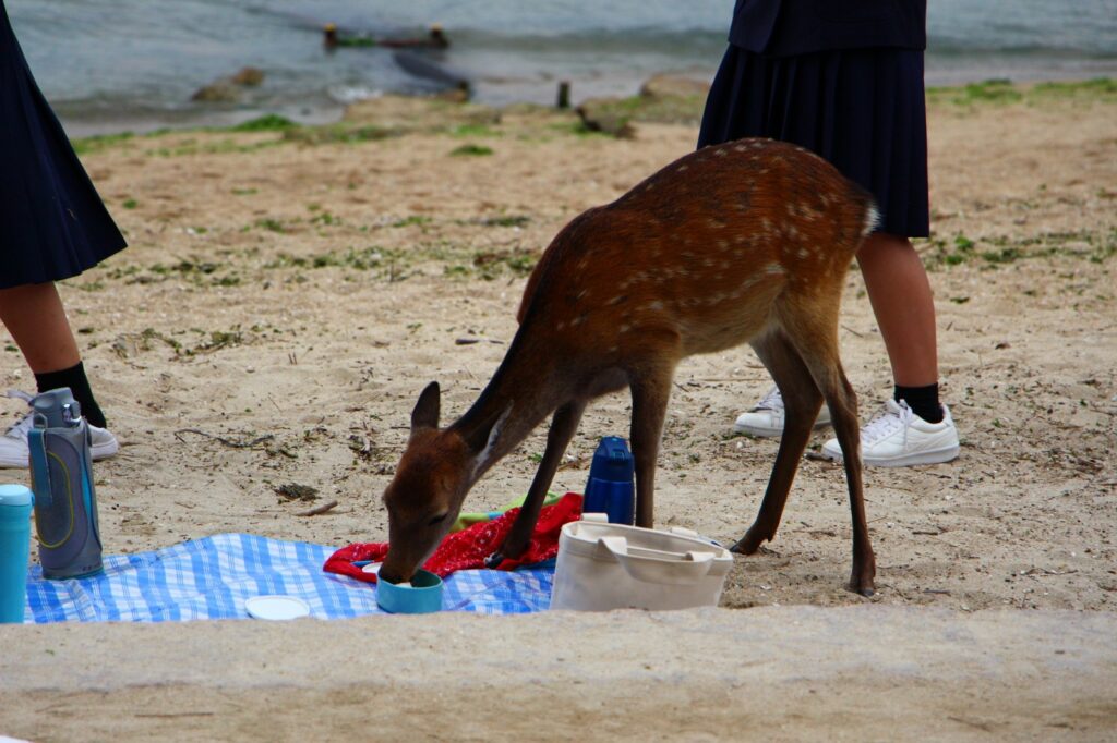 宮島旅行記46